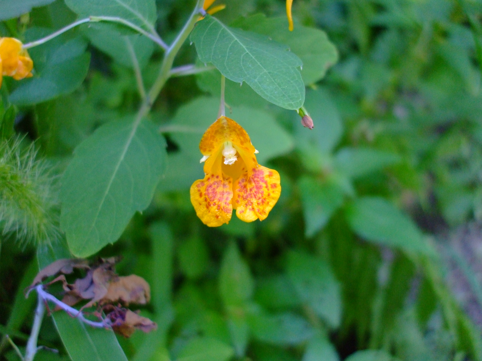 Impatiens capensis